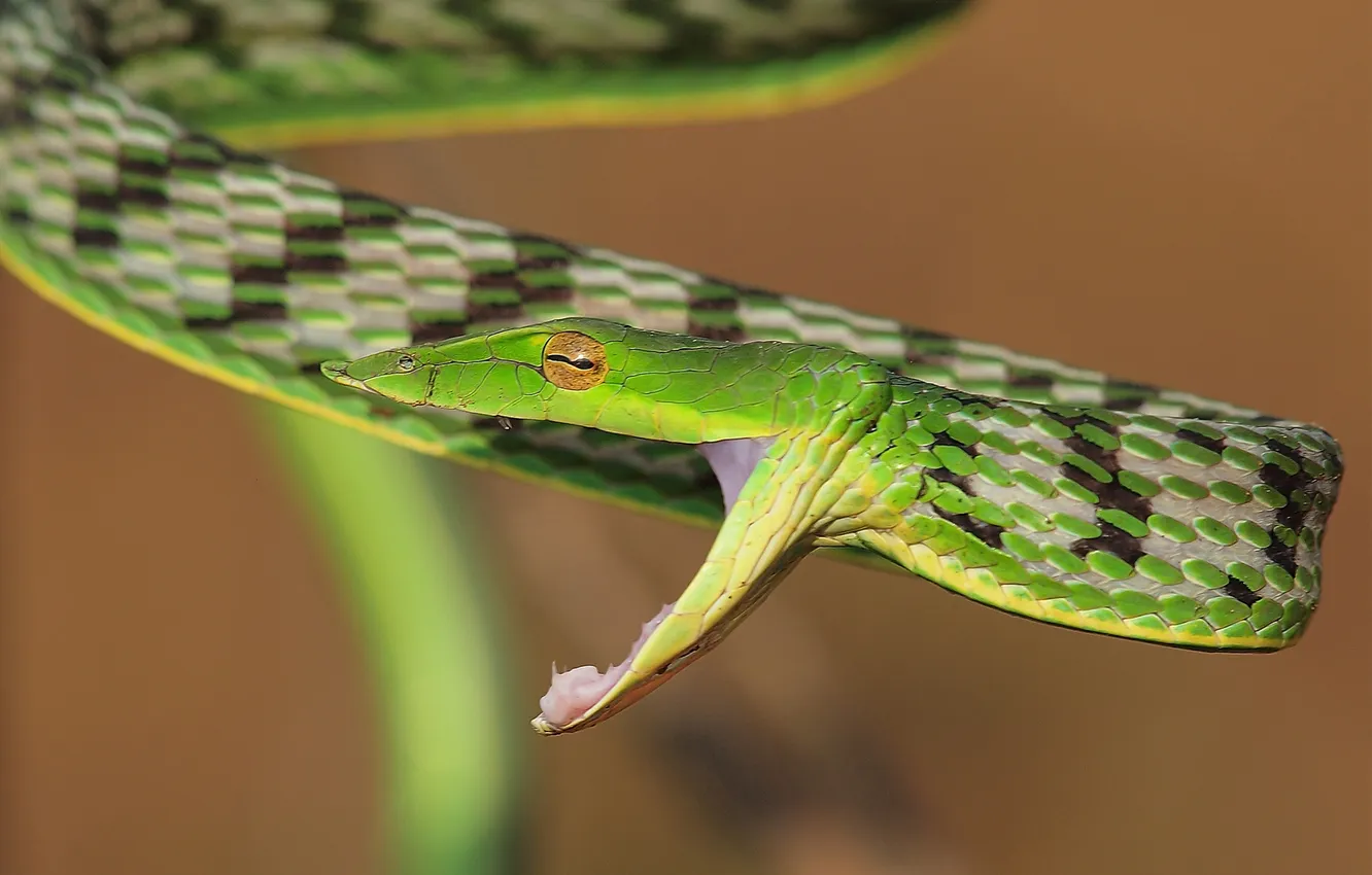 Фото обои змея, пасть, зеленая, рептилия, в крапинку