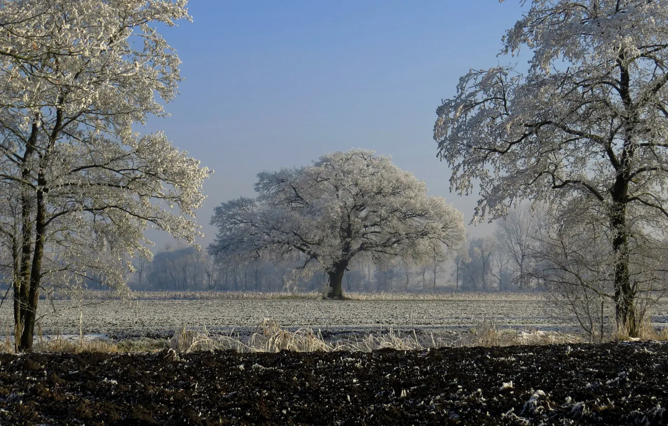 Фото обои иней, поле, деревья, Германия, Бавария, Germany, Bavaria
