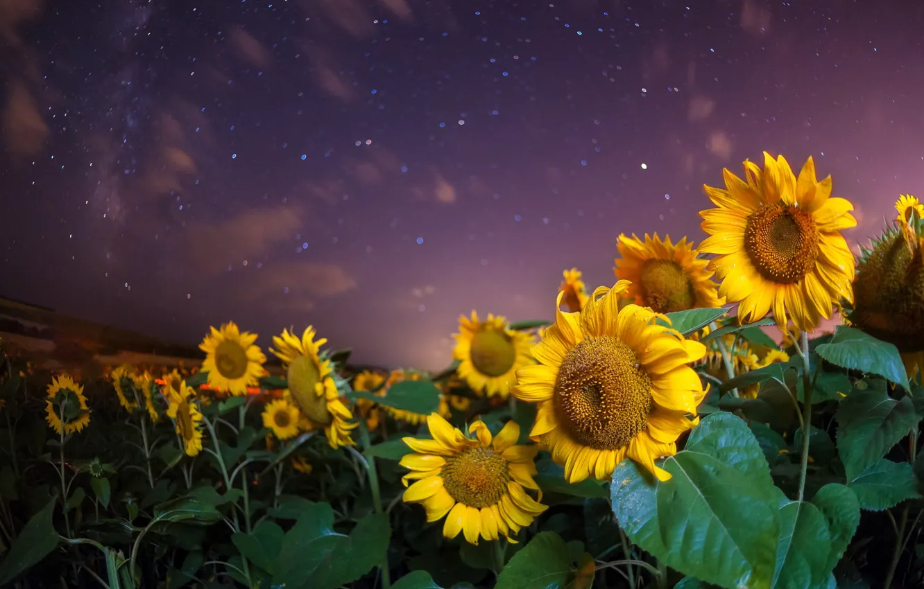 Фото обои поле, небо, подсолнухи, ночь, природа, звёзды, Евгений Триско