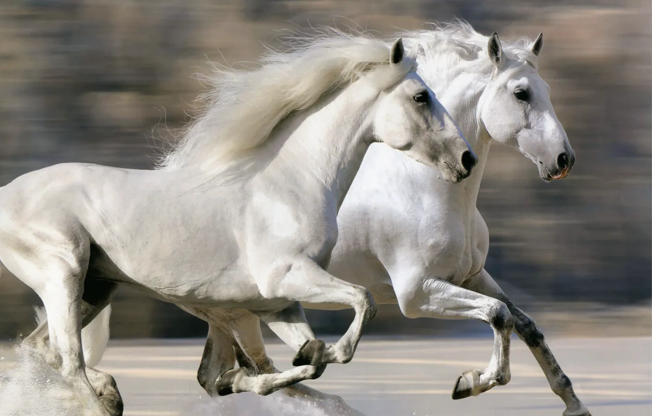 Фото обои Speed, White, Horse, Run