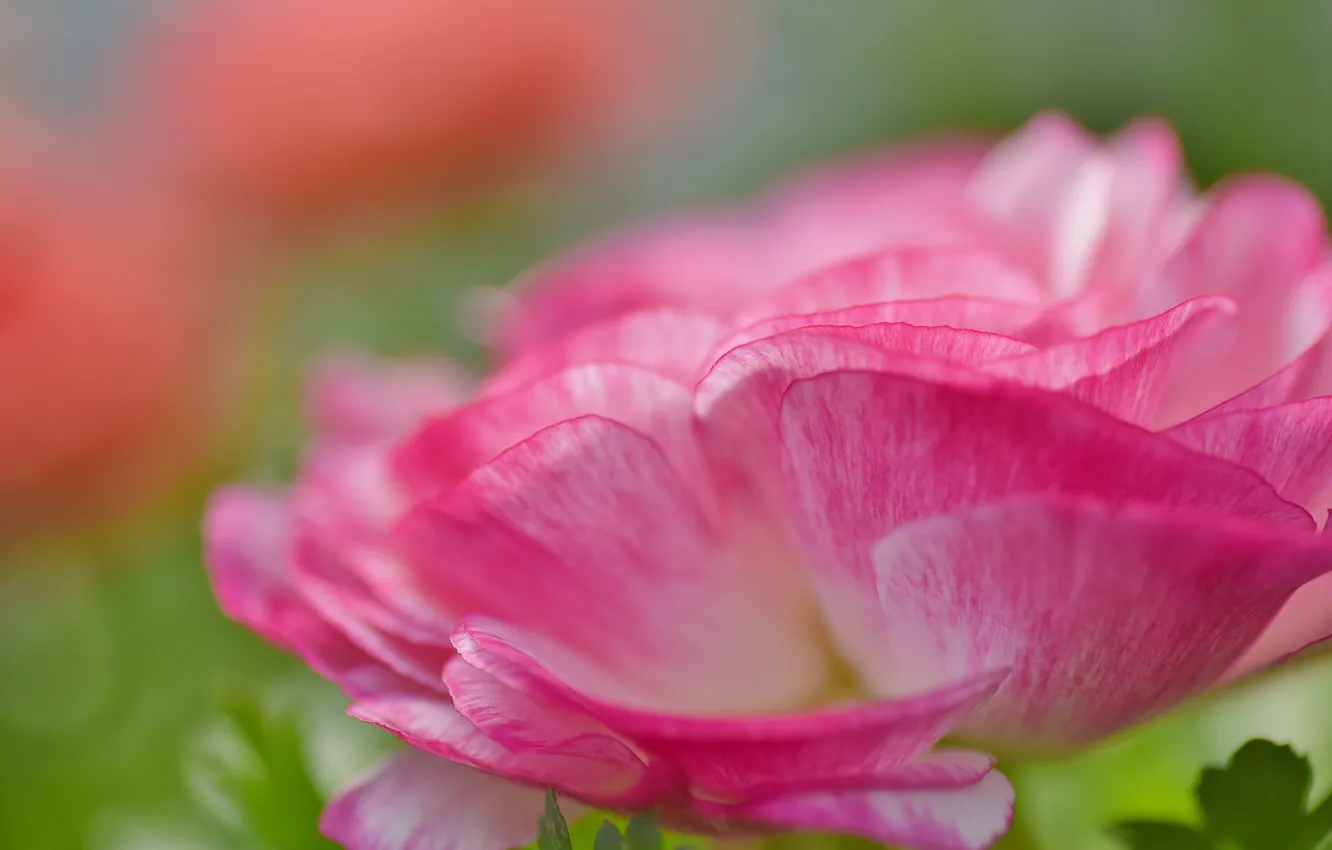 Фото обои макро, цветы, лепестки, розовые, анемоны