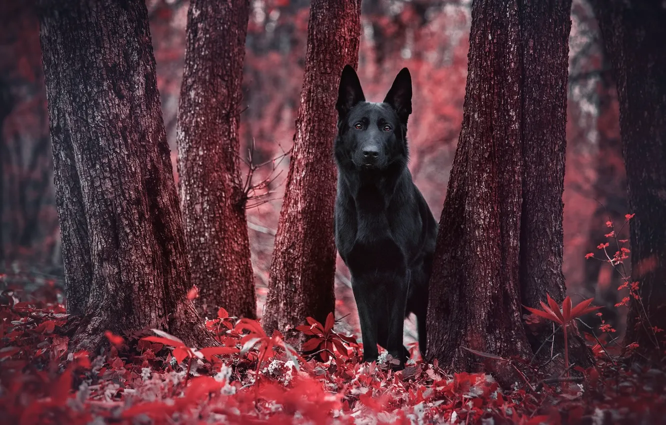 Фото обои лес, красный, листва, собака, чёрная, red, forest, black