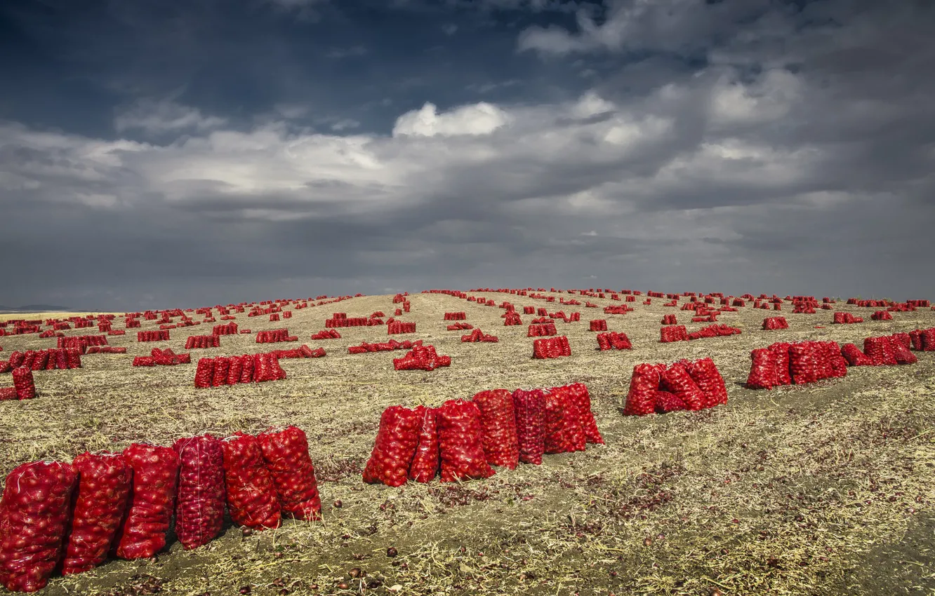 Фото обои red, sky, onion