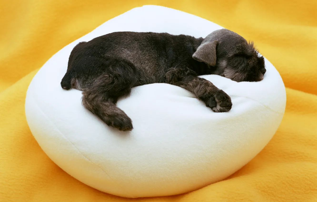 Фото обои сон, собака, малыш, щенок, подушка