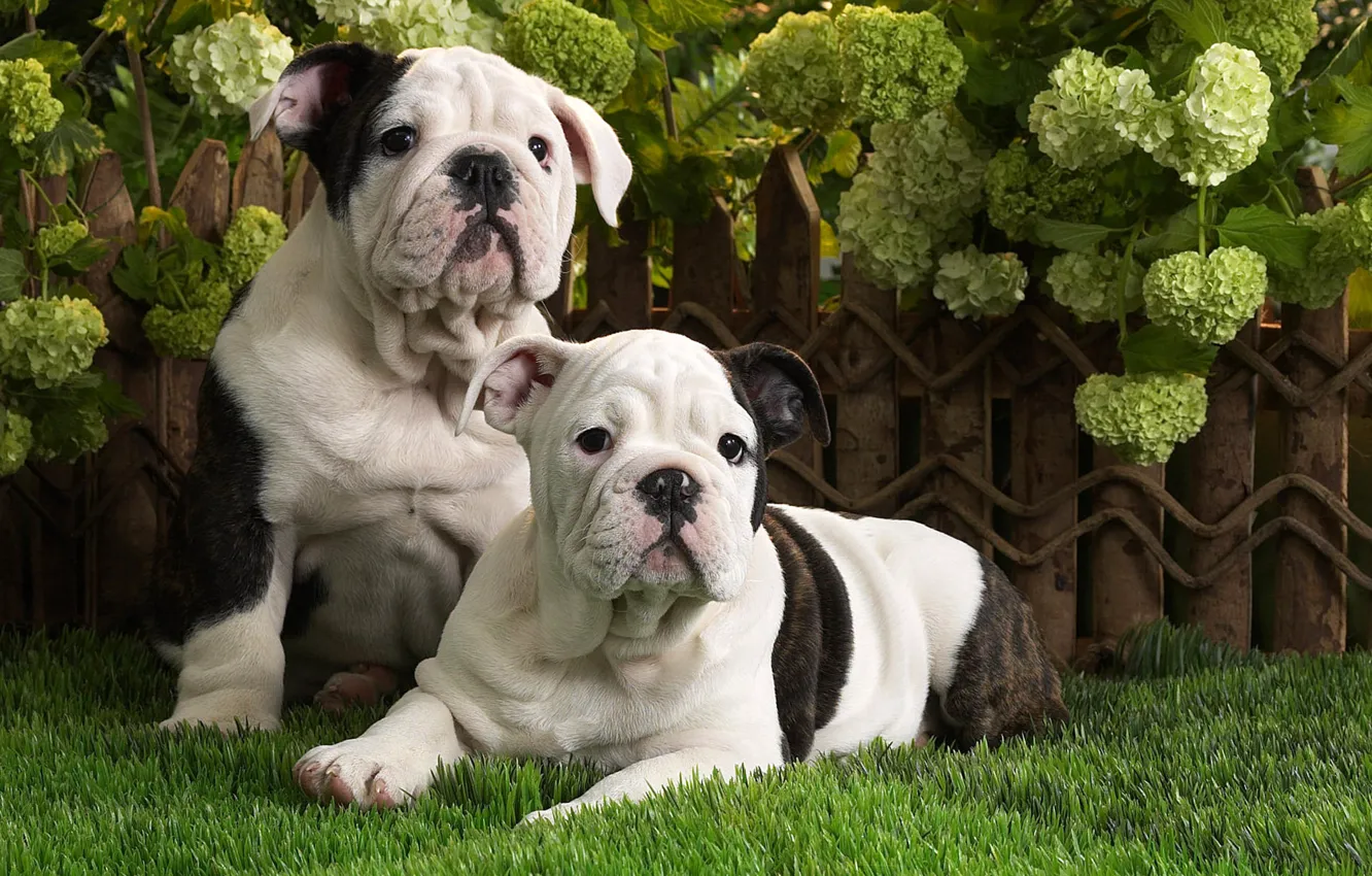 Фото обои собаки, трава, щенки, английский бульдог