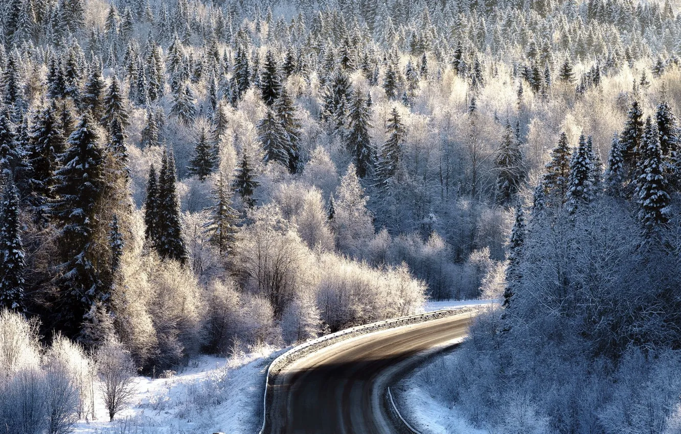 Фото обои зима, иней, дорога, лес