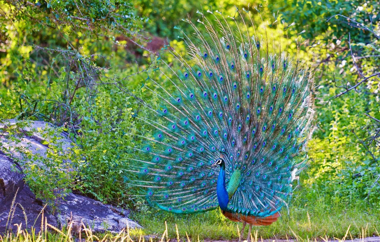 Фото обои природа, голубой, перья, павлин, оперение
