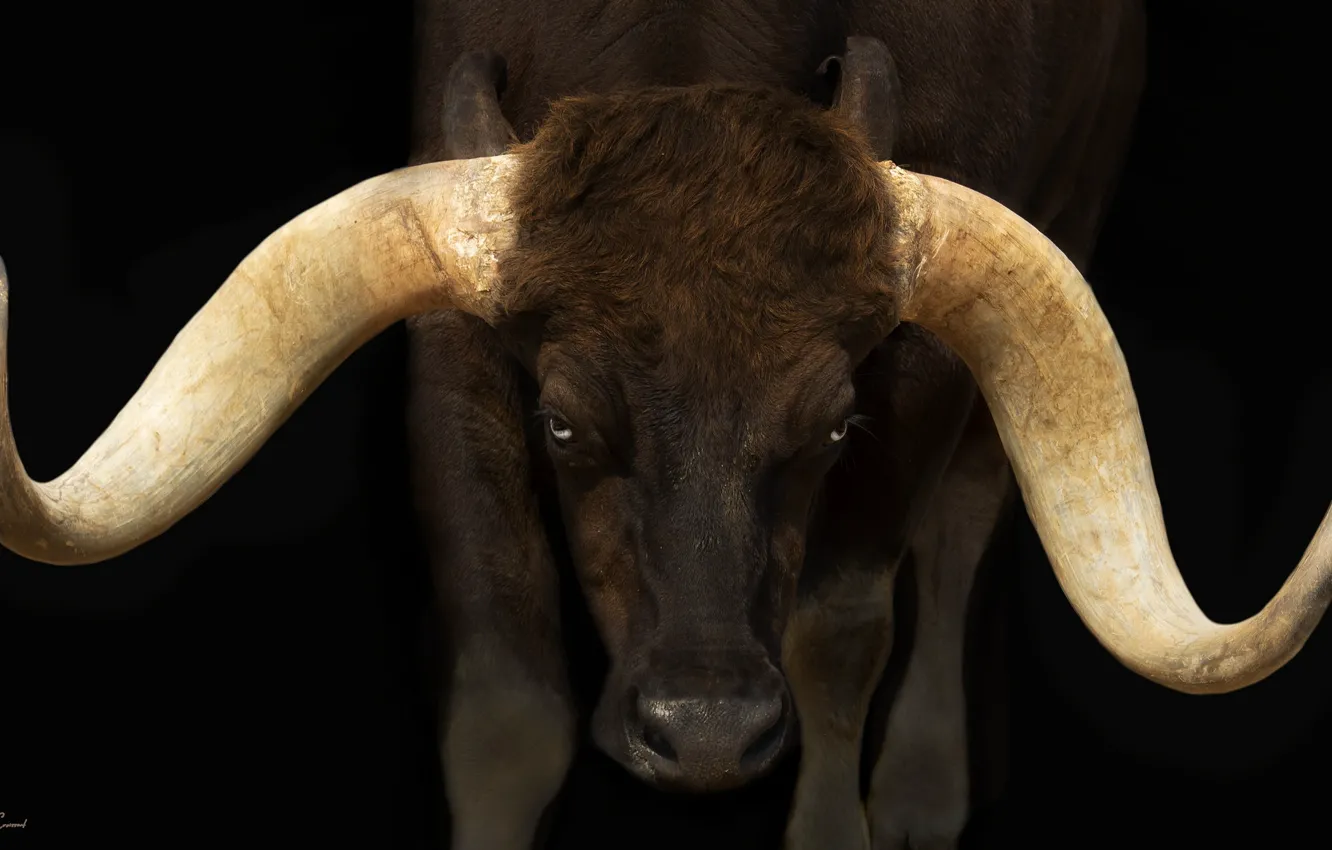 Фото обои рога, бык, буйвол