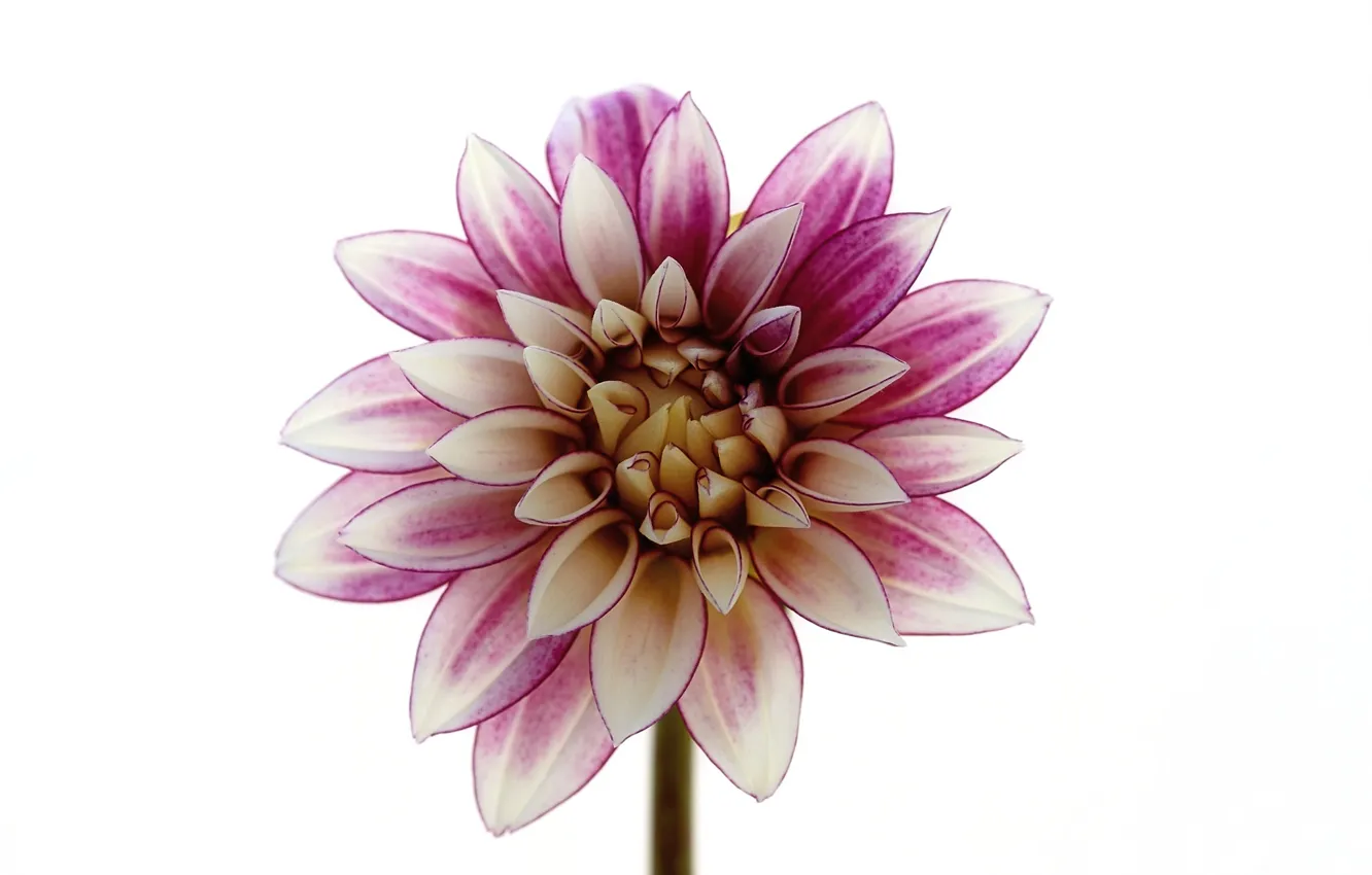 Фото обои фон, лепестки, георгины