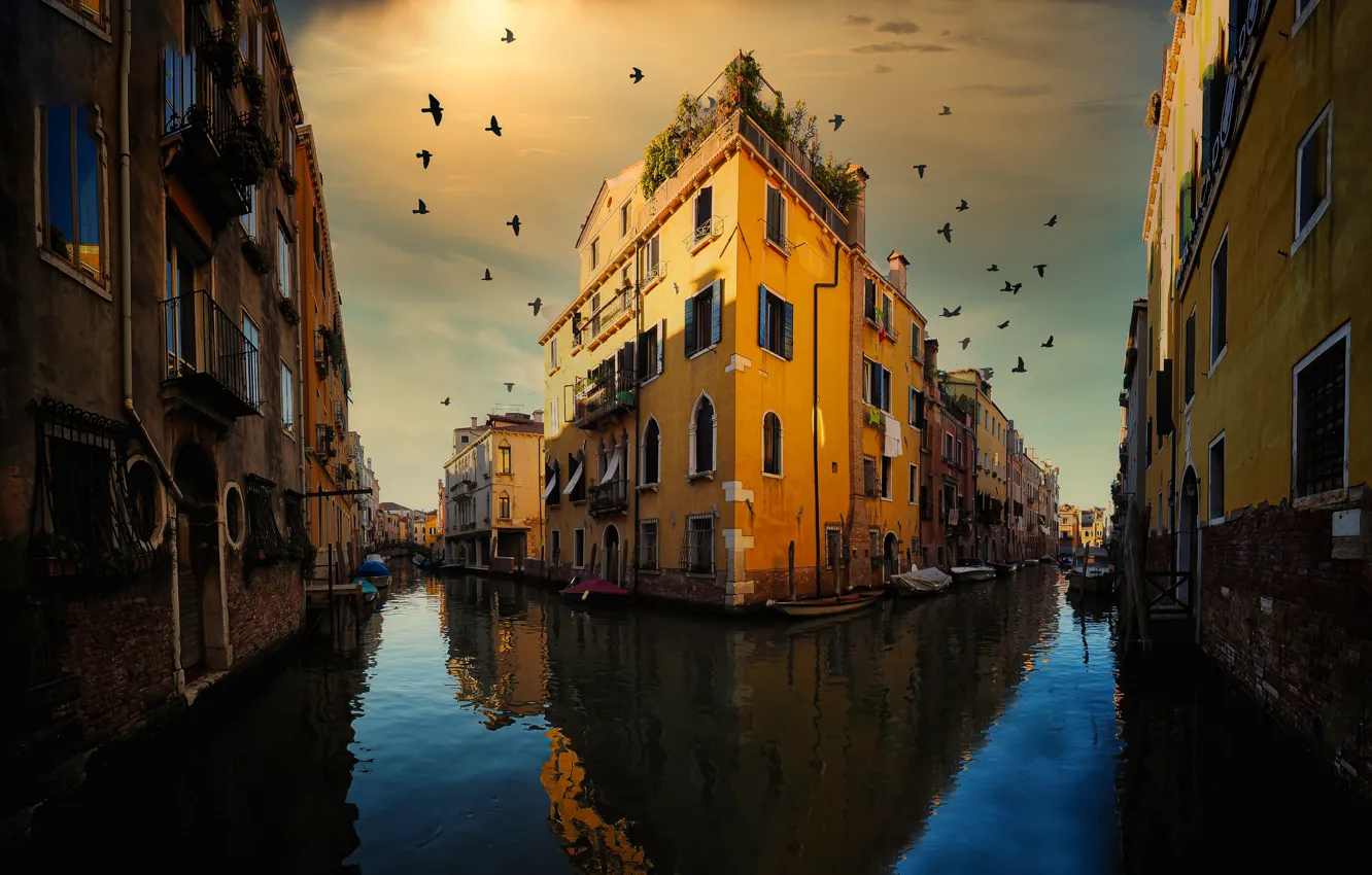 Фото обои птицы, город, дома, Италия, Венеция, канал