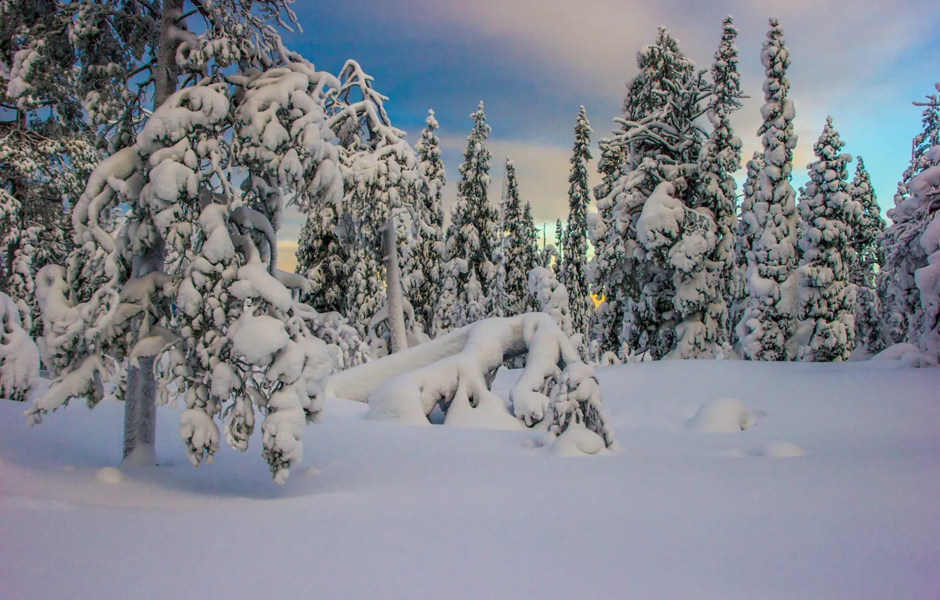 Фото обои зима, снег, деревья, пейзаж, природа, ели, Заполярье, Кандалакша