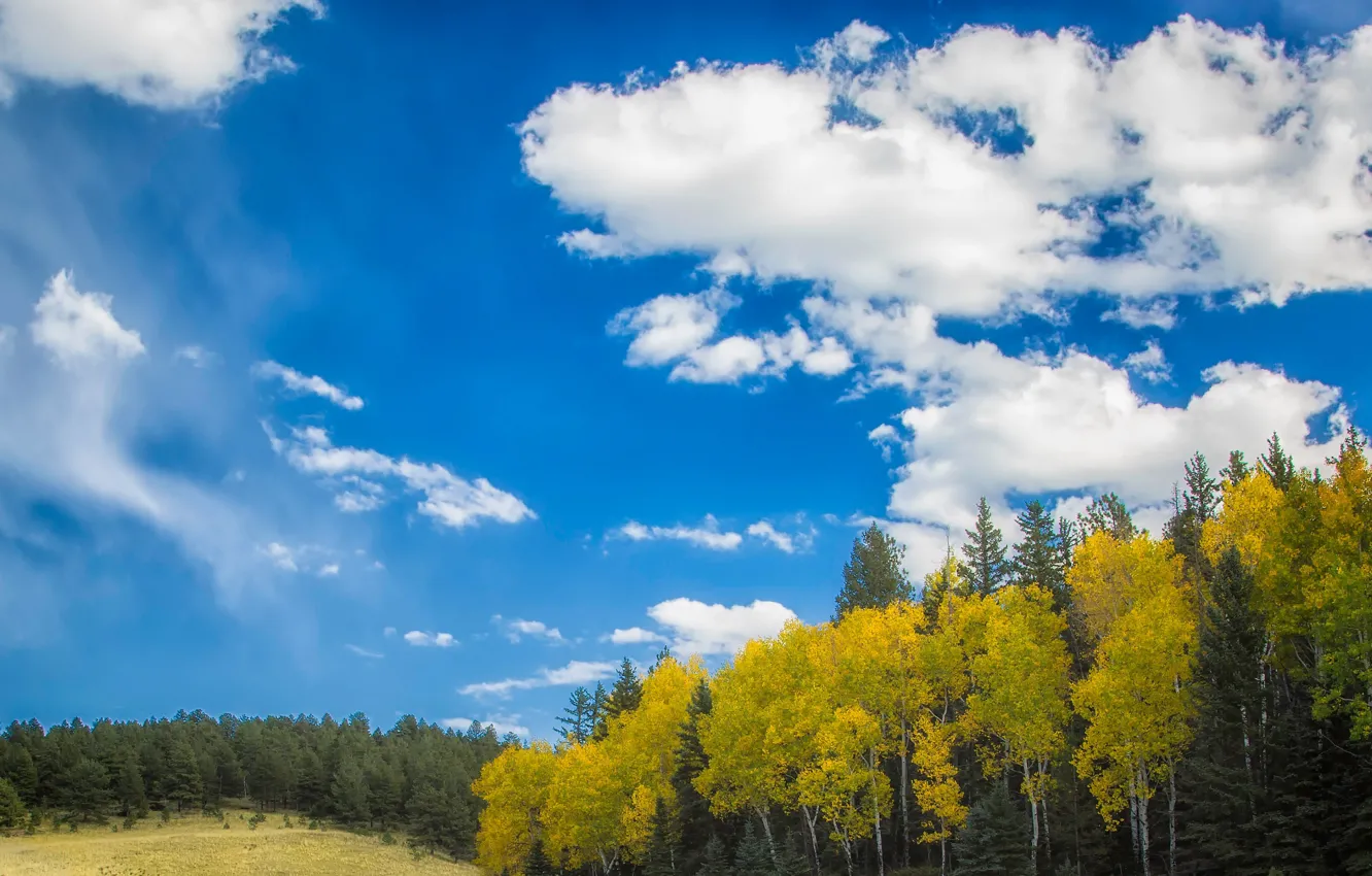 Фото обои осень, лес, небо, деревья