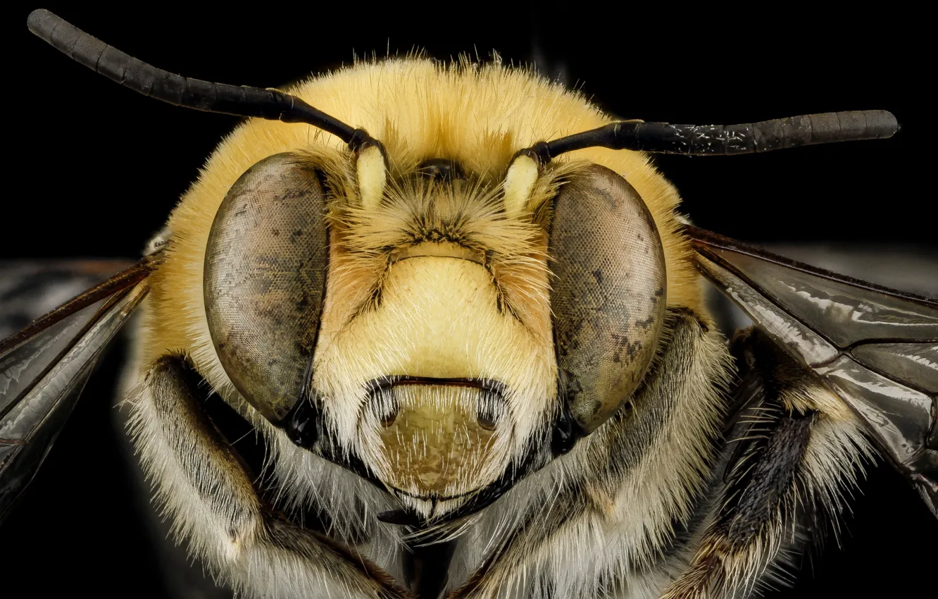Фото обои природа, пчела, насекомое, anthophora affabilis