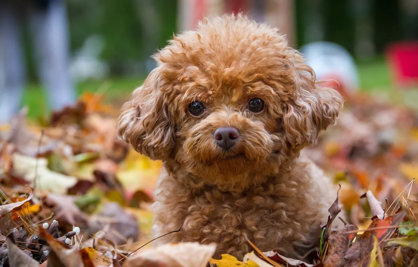 Фото обои взгляд, листья, собака, щенок, пудель