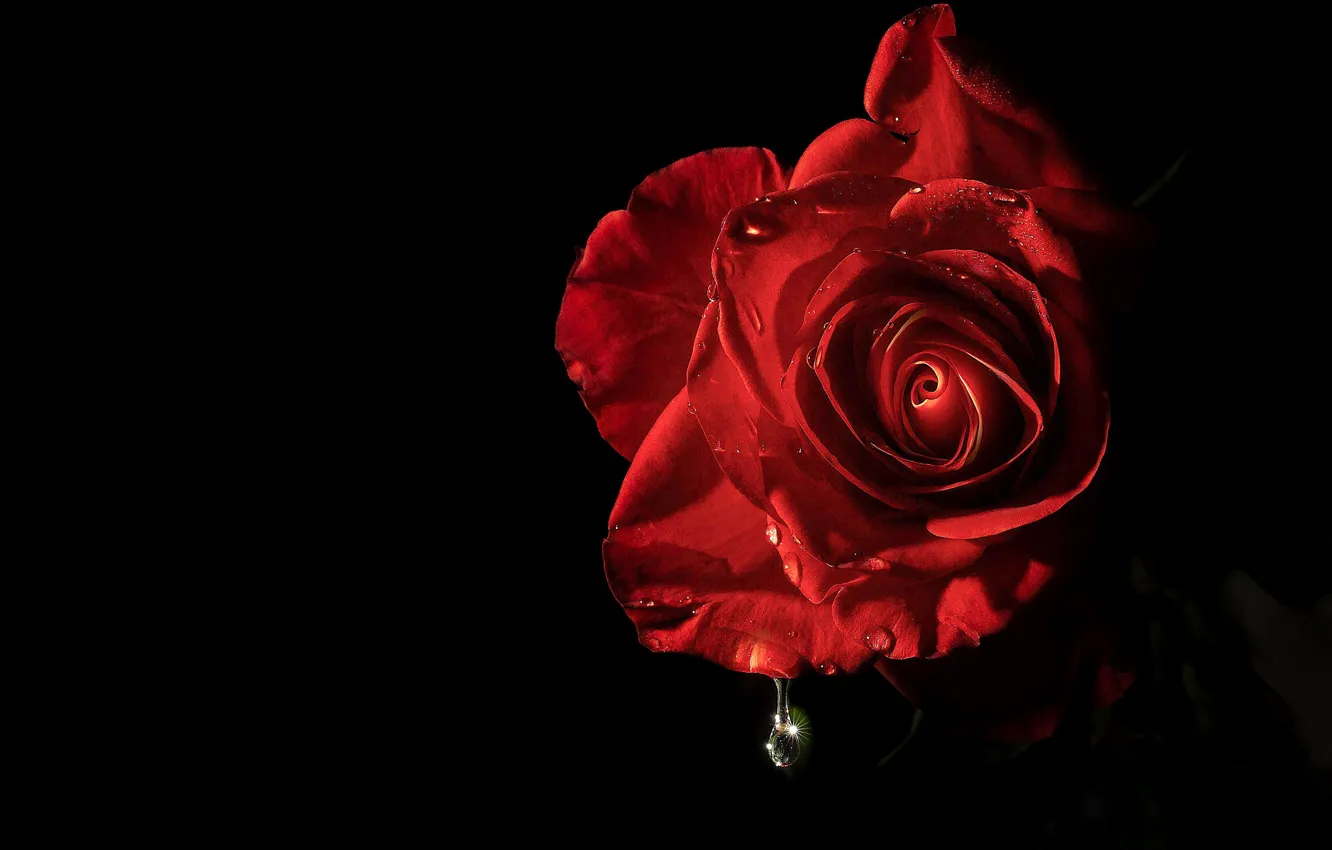Фото обои цветок, капли, свет, роза, черный фон, красная