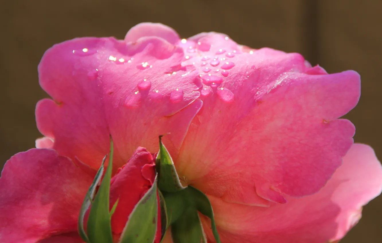 Фото обои лето, вода, капли, макро, лепестки, стебель, macro, розовый цветок