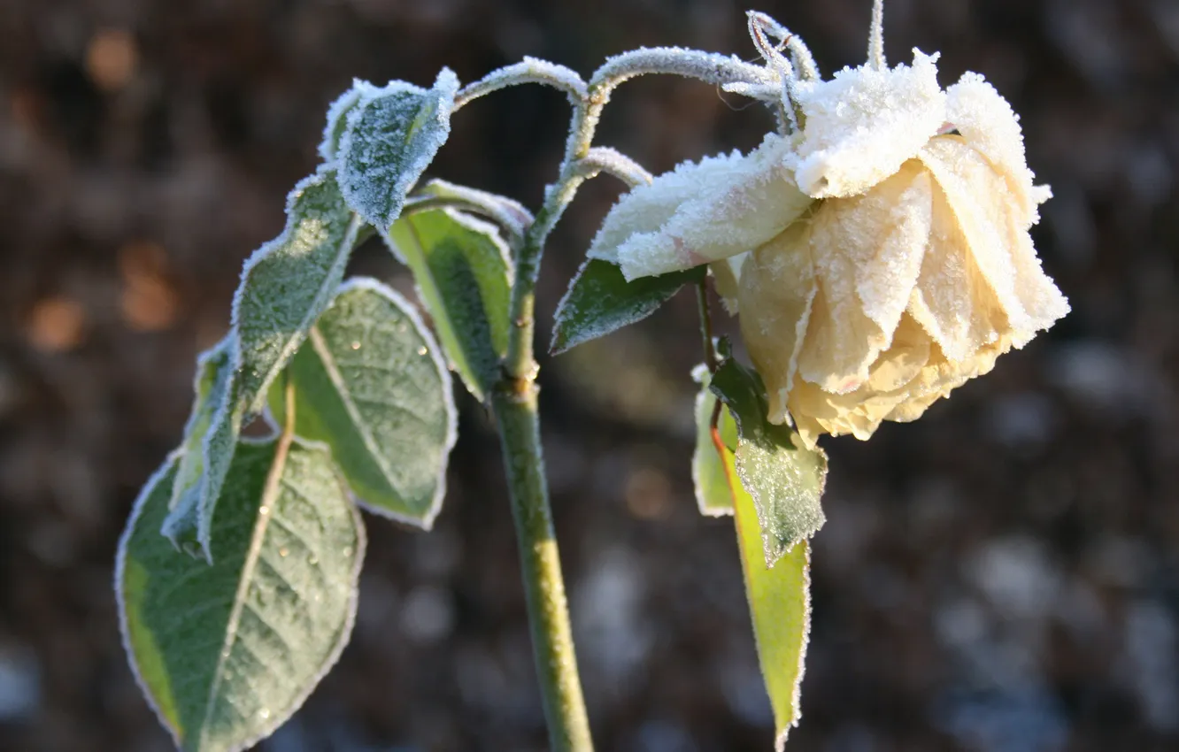 Фото обои зима, иней, цветок, листья, снег, роза, лепестки, стебель