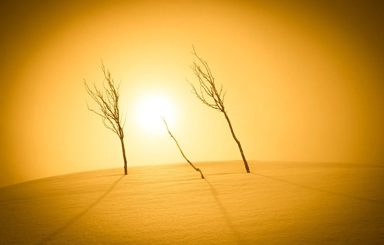 Фото обои свет, снег, деревья