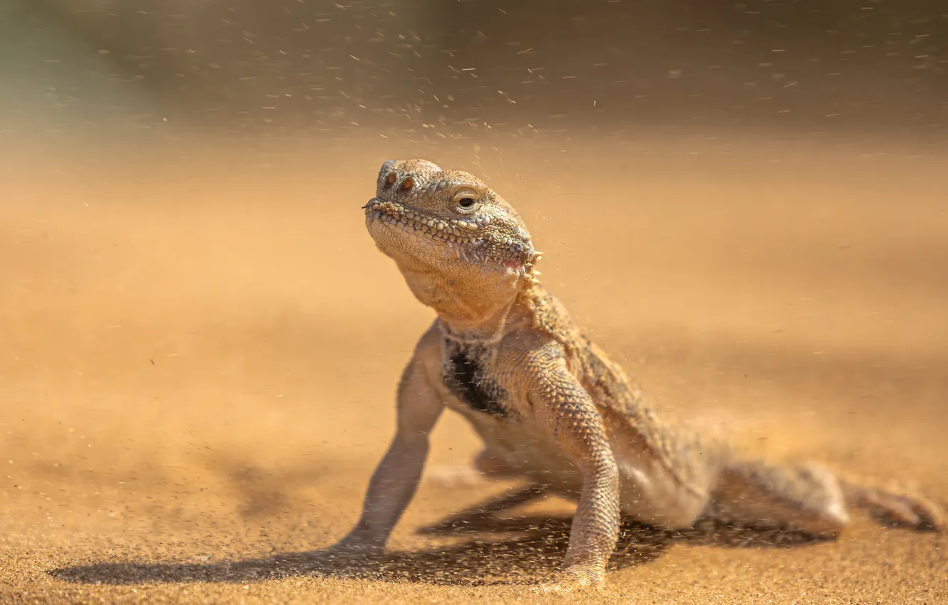 Фото обои desert, sand, lizard