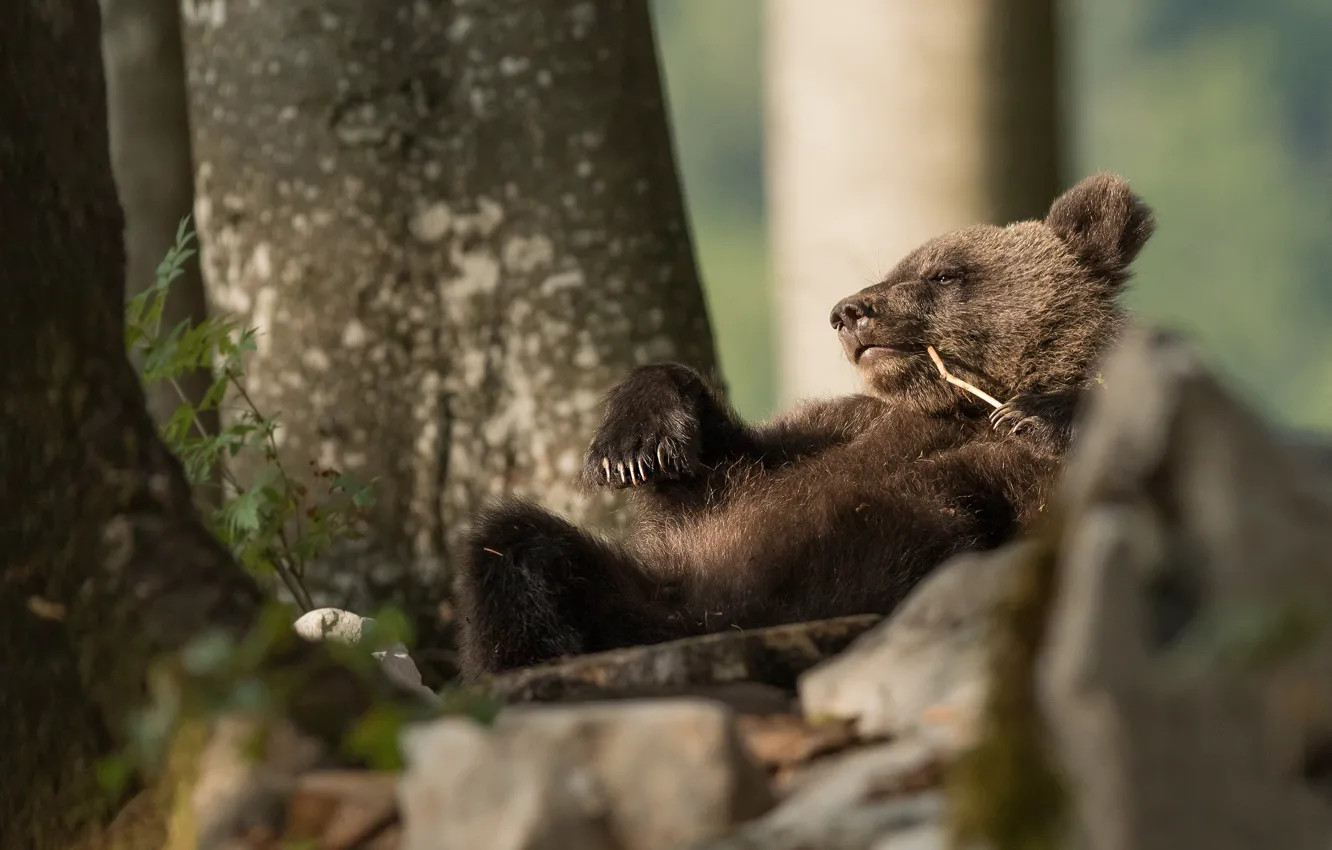 Фото обои медведь, медвежонок, расслабон, перекур, балдеет