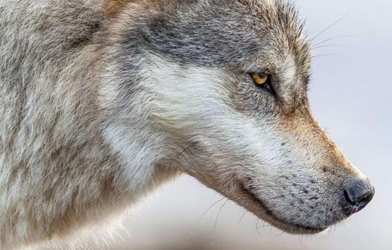 Фото обои nature, predator, animal, wolf, wildlife, portrait, portrait., Canis lupus. face