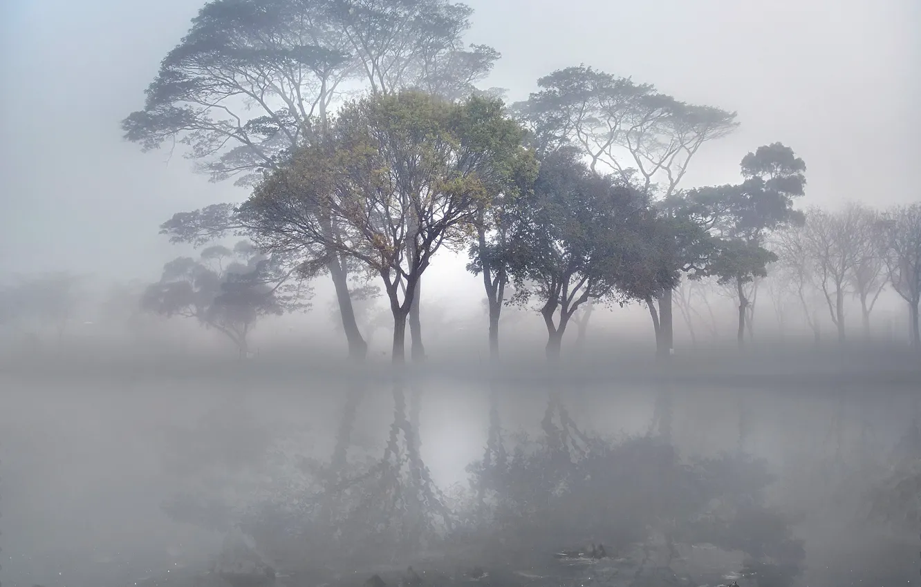 Фото обои деревья, туман, озеро, гладь, камни