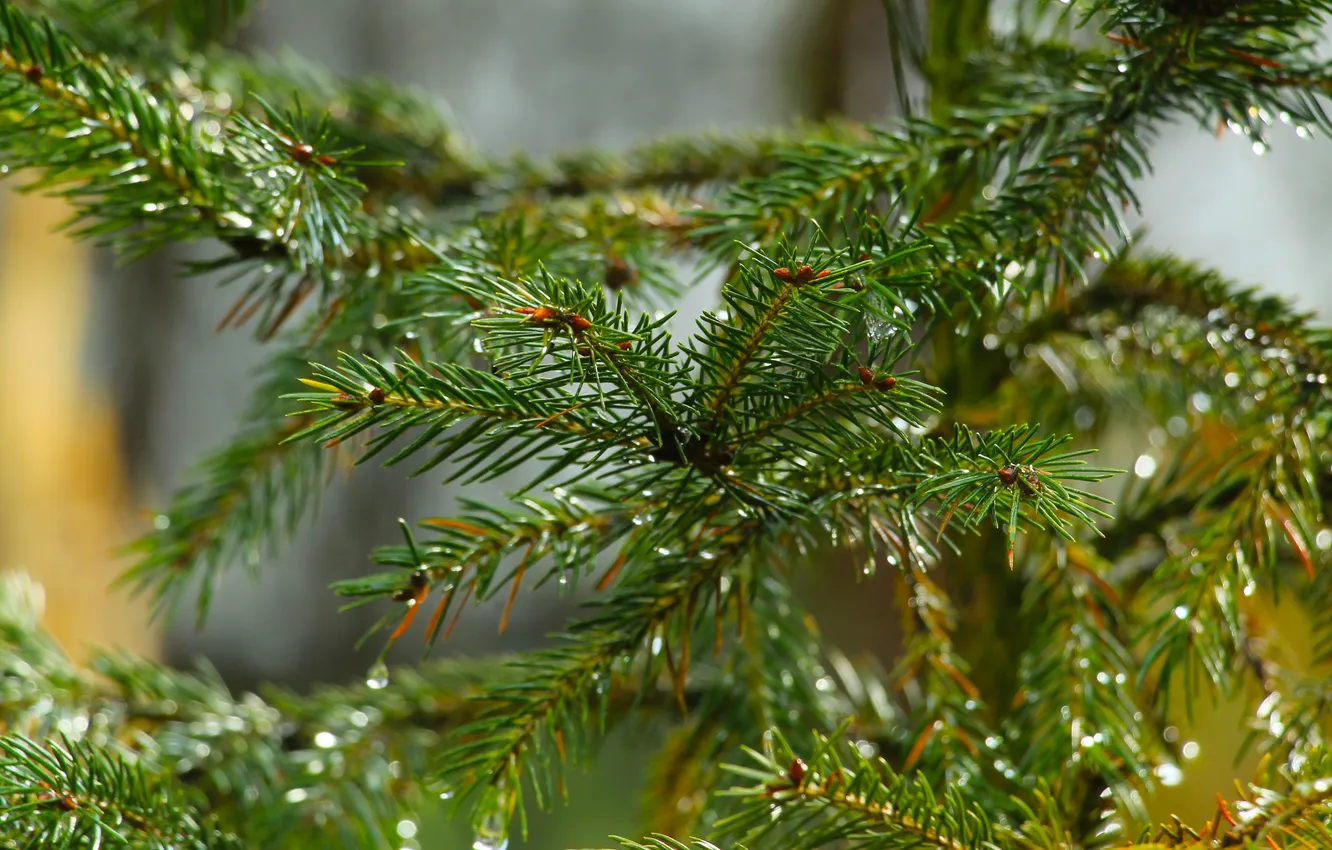 Фото обои tree, pine, twig
