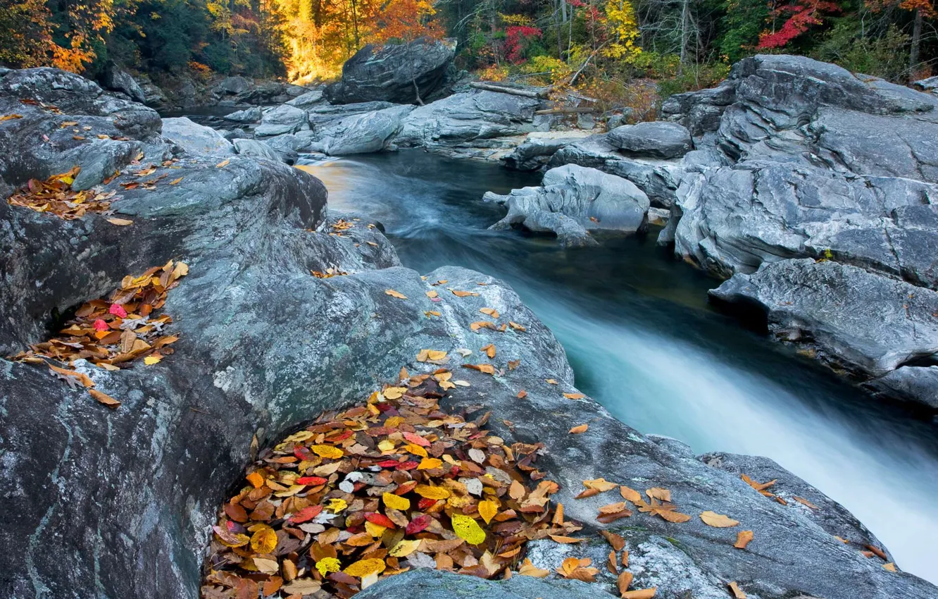 Фото обои осень, лес, листья, вода, деревья, природа, река, камни
