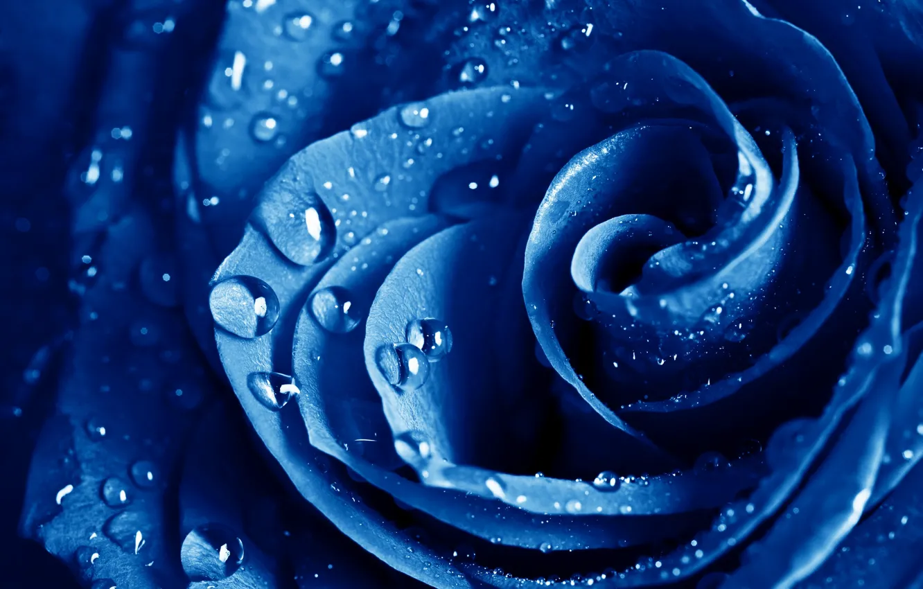 Фото обои макро, роза, голубая, The blue rose