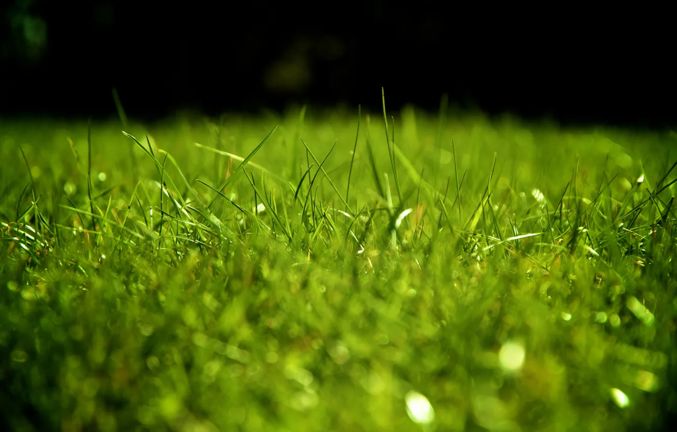 Фото обои зелень, трава, газон