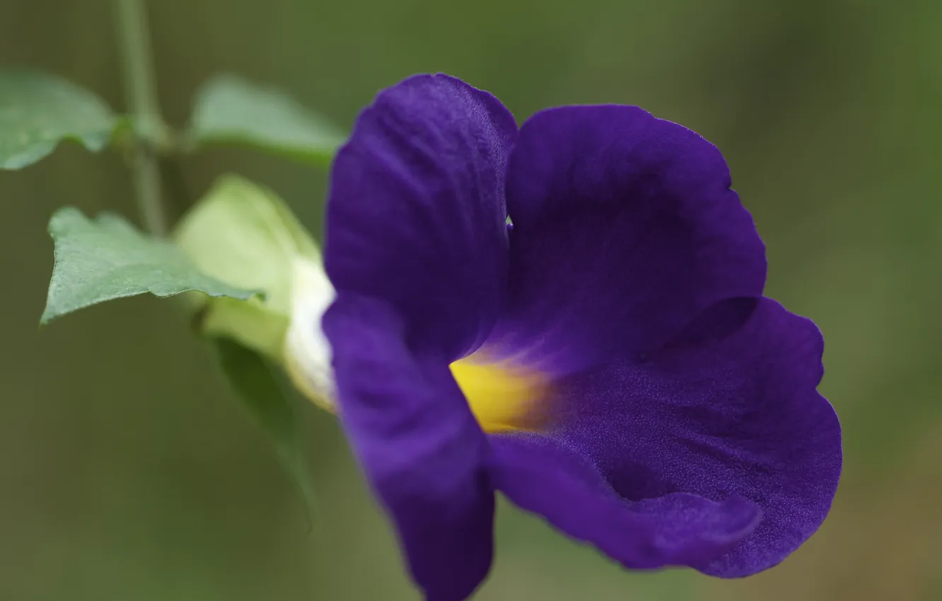Фото обои цветок, фиолетовый, петунья