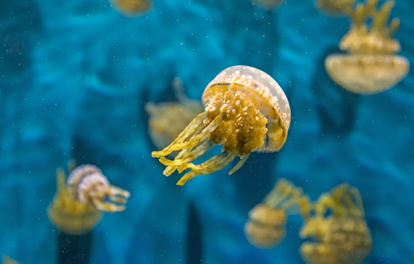 Фото обои вода, макро, медуза, подводный мир