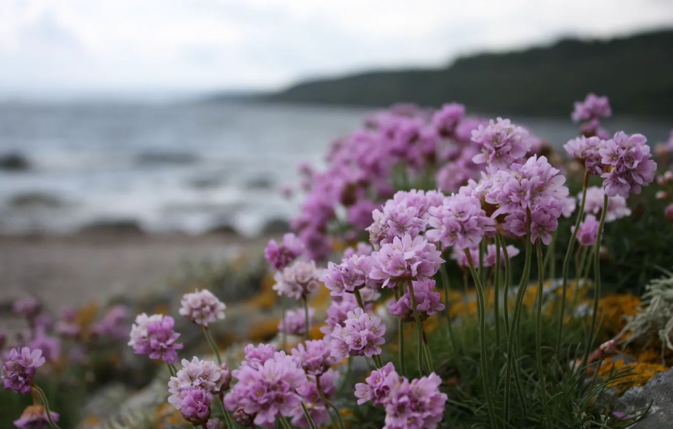 Фото обои пляж, вода, пасмурно, берег, Цветы, лиловые цветы, фиолетовые цветы, сиреневые цветы