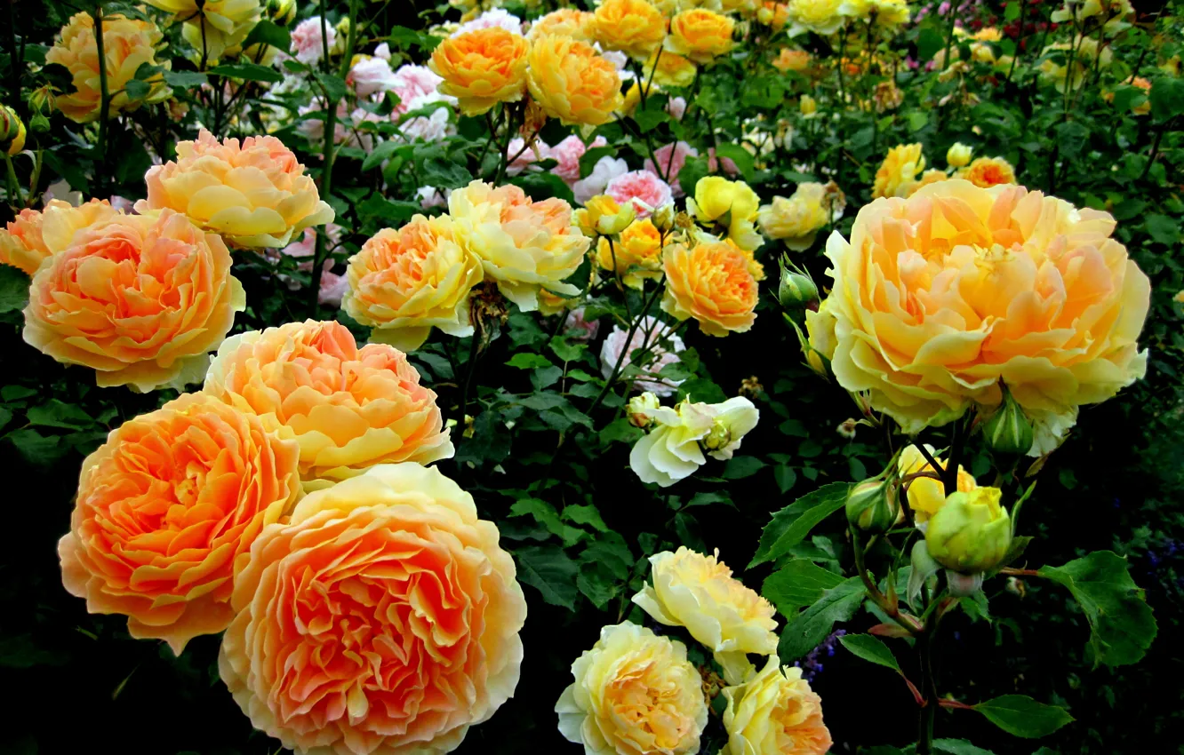 Фото обои розы, Цветы, сад
