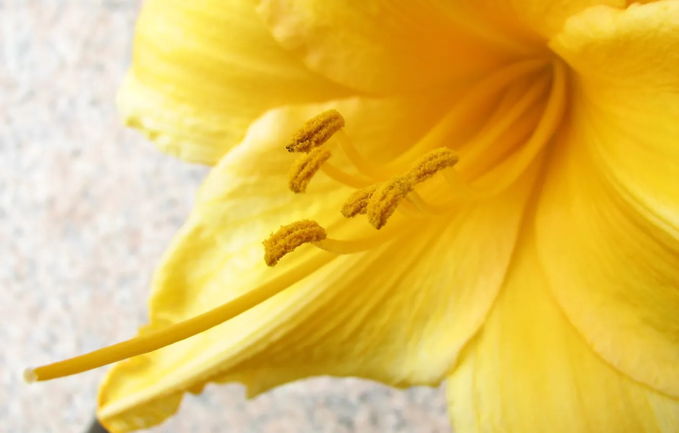 Фото обои цветок, макро, жёлтый, пыльца