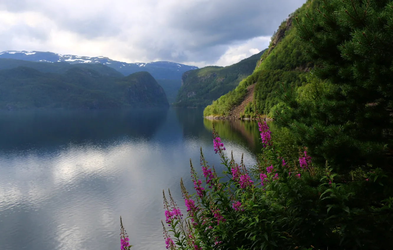 Фото обои цветы, озеро, Скандинавия