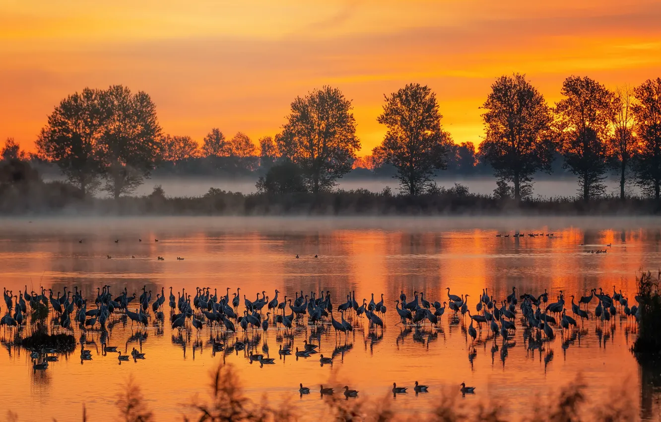 Фото обои осень, птицы, туман, река