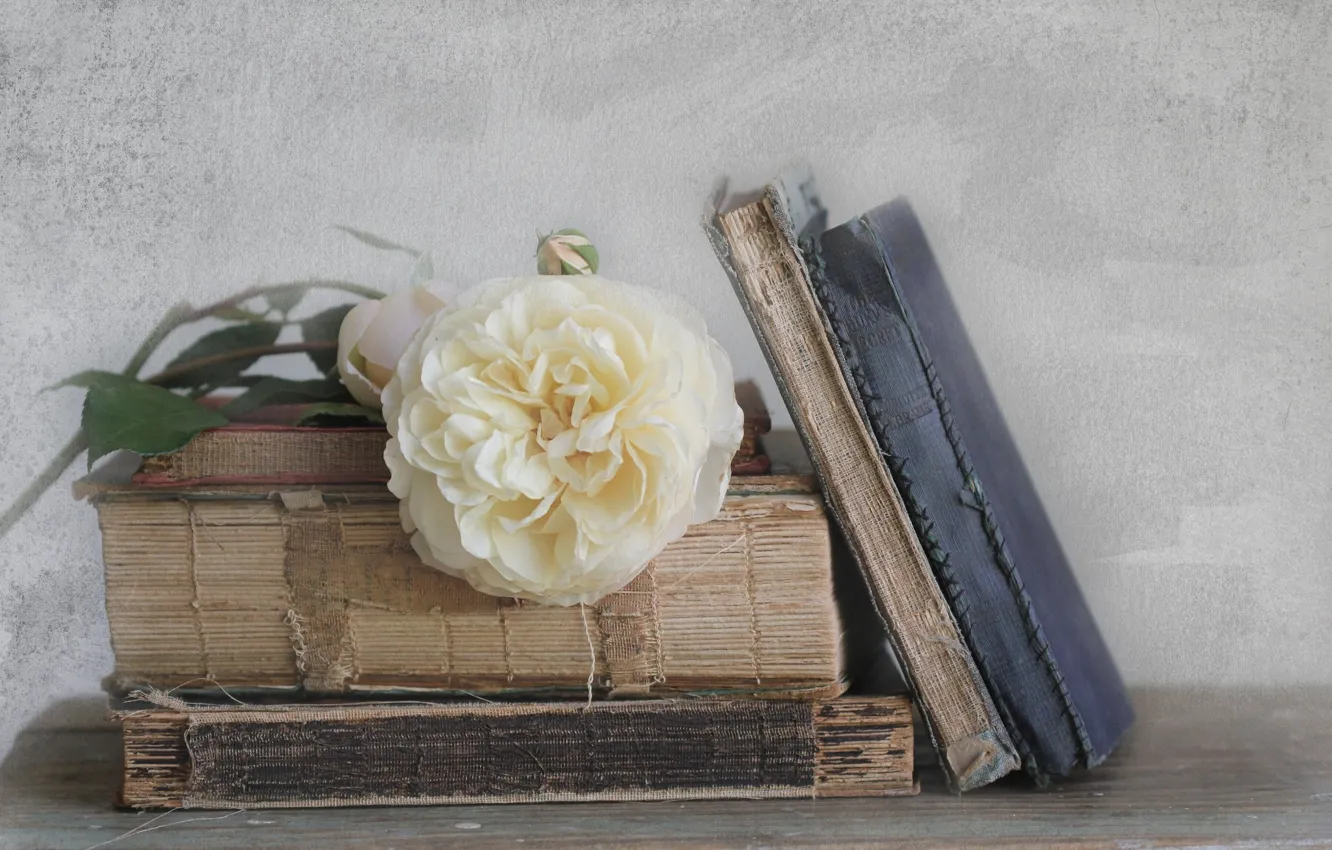 Фото обои роза, книги, старые, белая