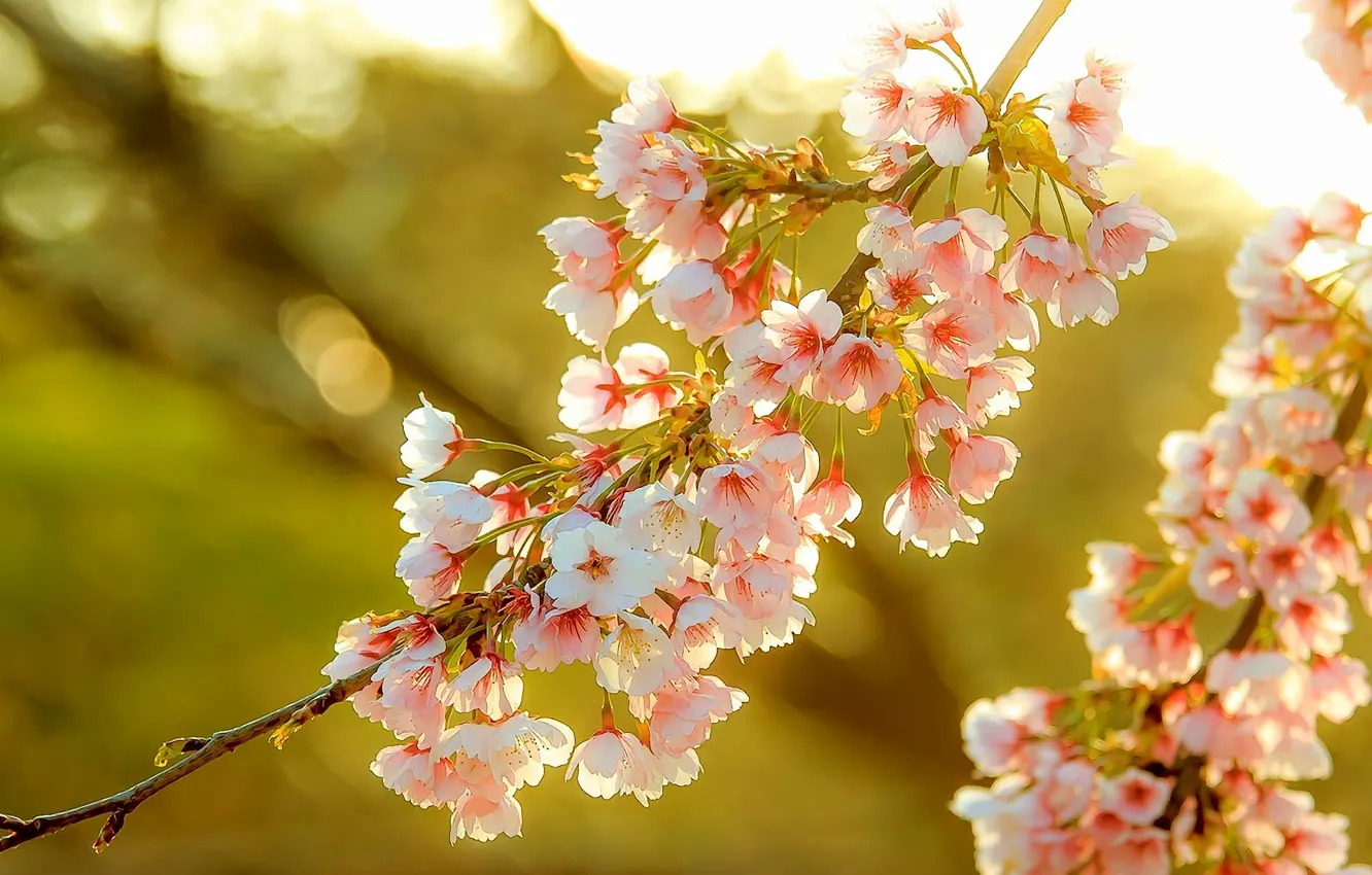 Фото обои цветы, красота, ветка, весна, сакура
