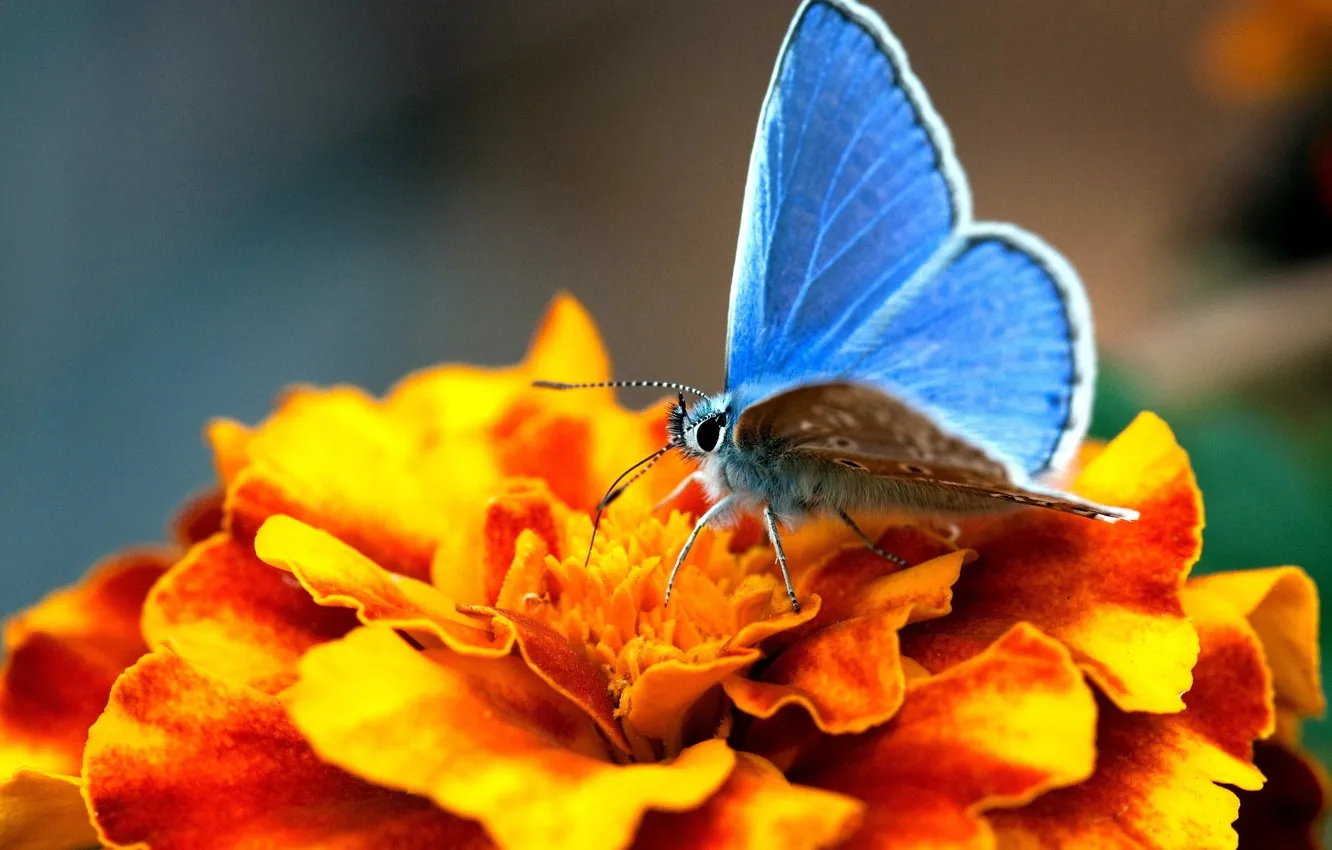 Фото обои цветок, макро, оранжевый, бабочка, голубянка