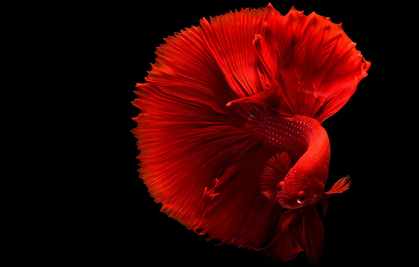 Фото обои красный, хвост, red, черный фон, tail, петушок, black background, Chevanon Photography