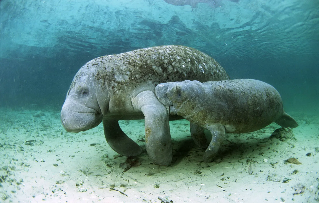 Фото обои underwater, calm, mood, child, baby, peaceful, dugong, marine animal