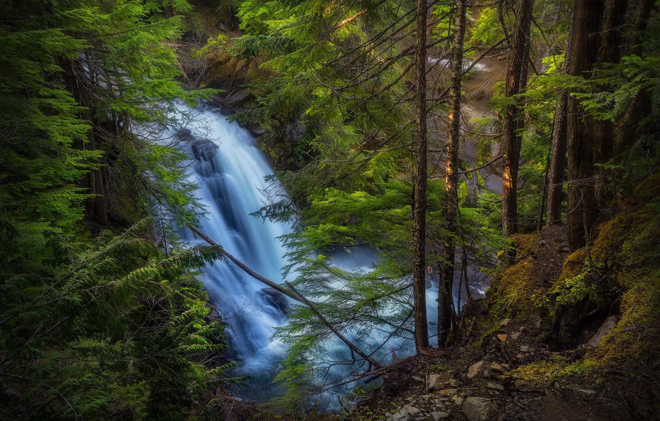Фото обои лес, деревья, водопад, Орегон