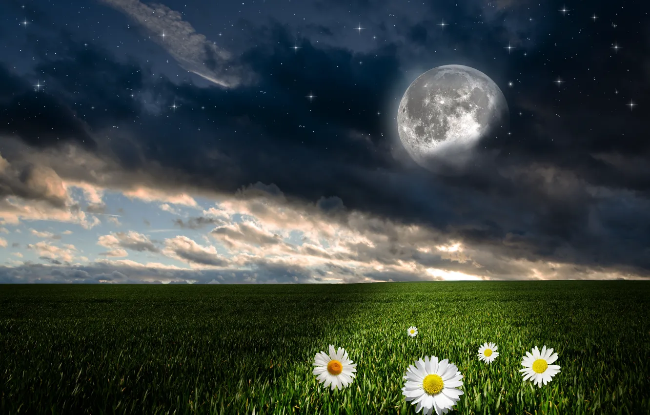 Фото обои зелень, поле, небо, трава, облака, цветы, ночь, луна