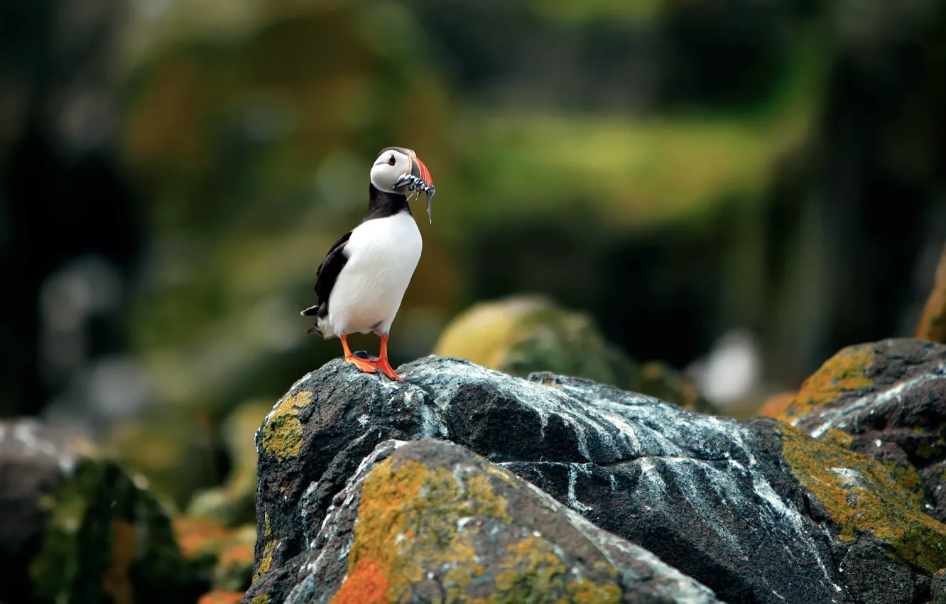 Фото обои птицы, камни, фон, скалы, птица, розмытость, Атлантический тупик, Fratercula arctica