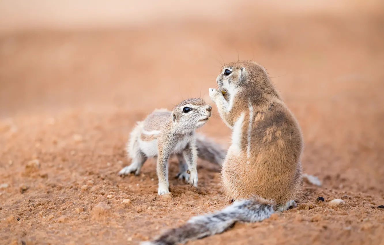 Фото обои природа, фон, Southern African ground squirrels