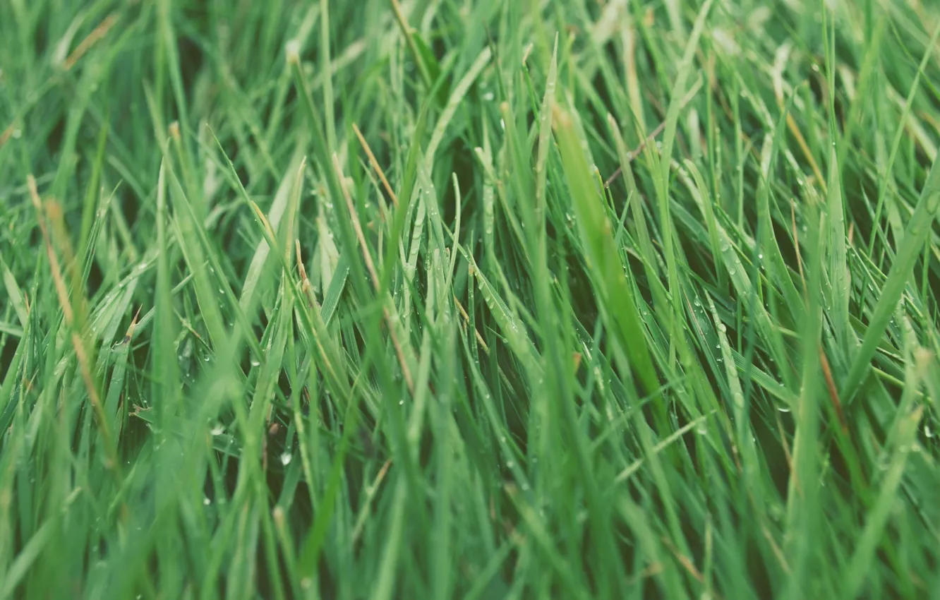 Фото обои трава, зеленая, много