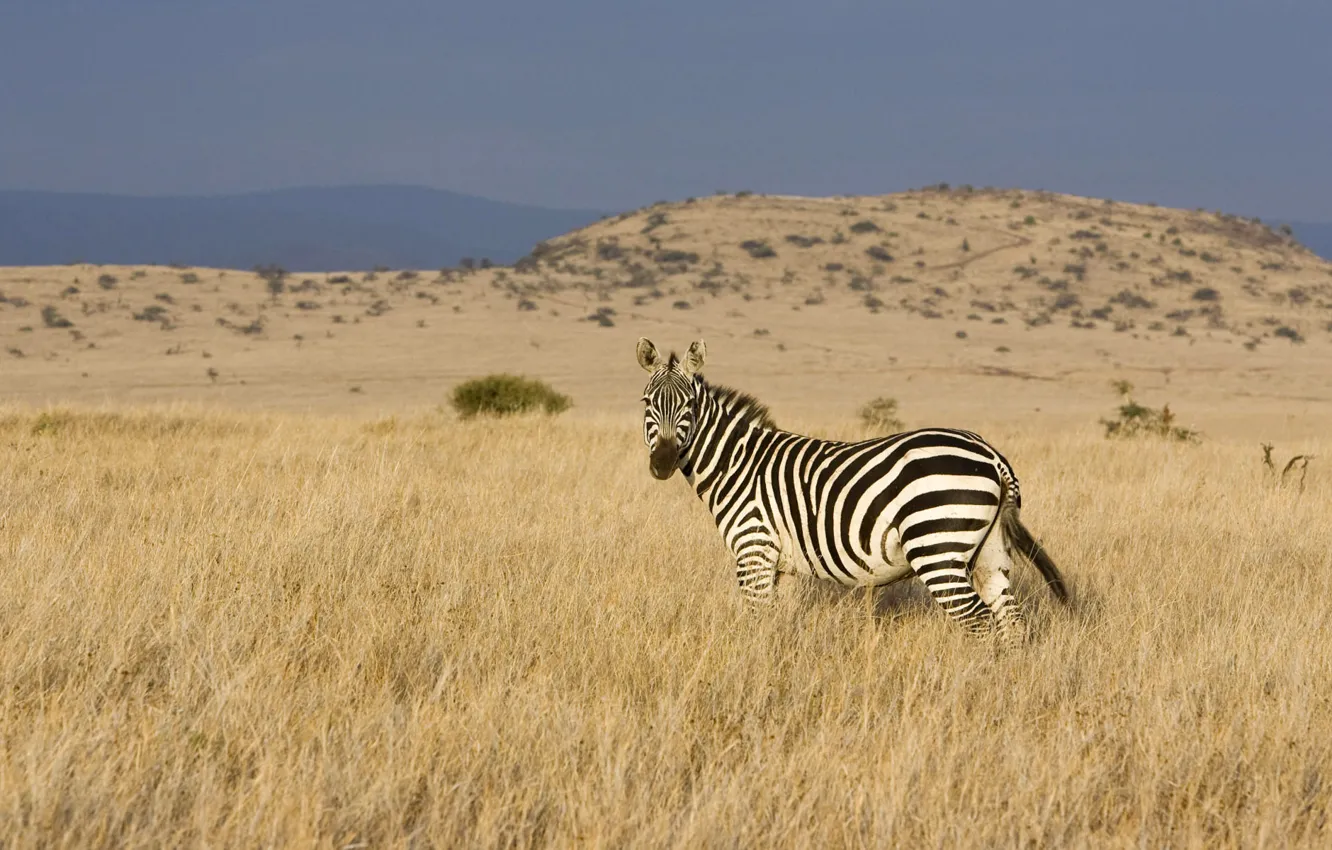 Фото обои степь, долина, зебра