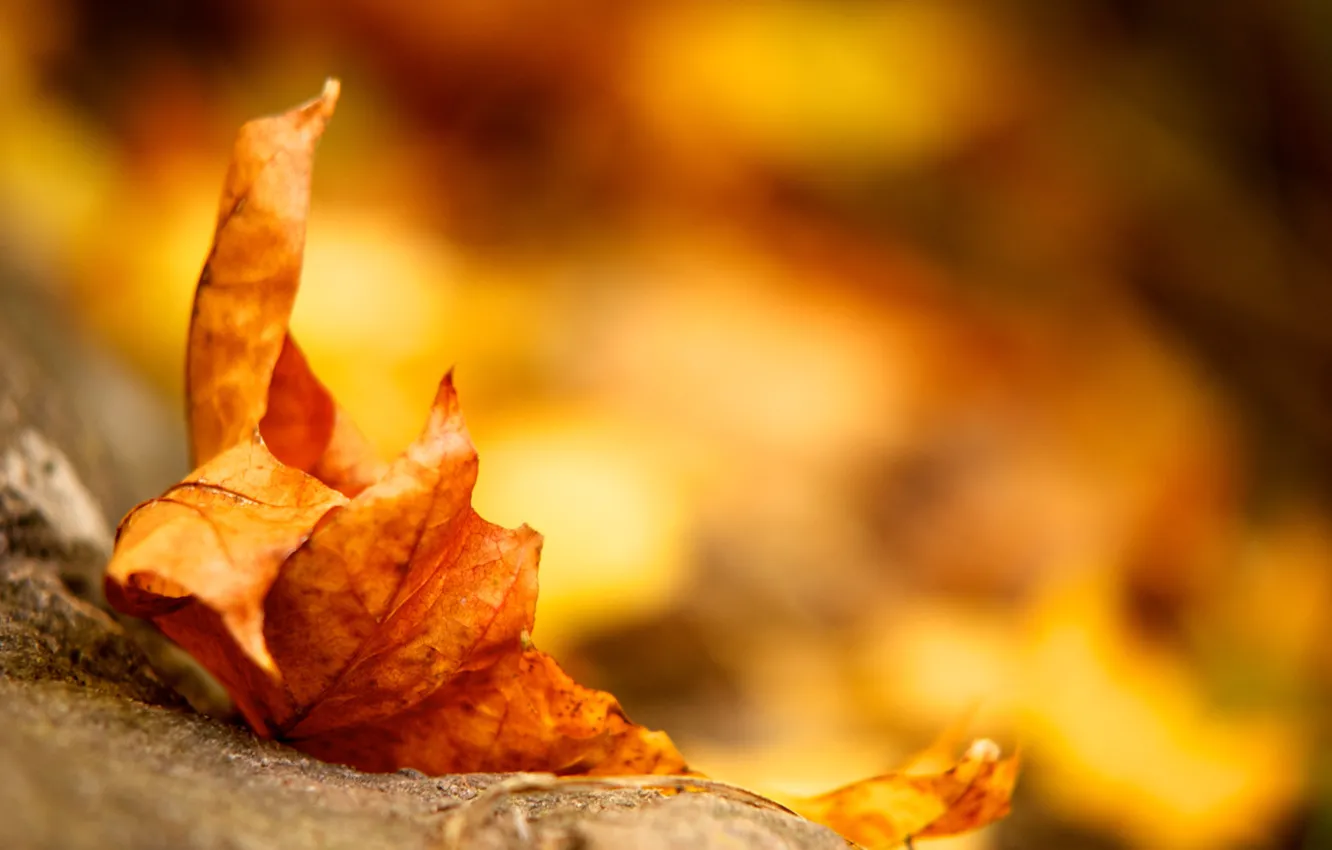 Фото обои осень, желтый, земля, листок