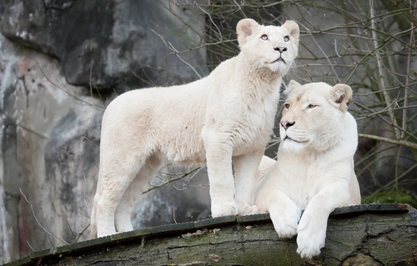 Фото обои кошка, семья, пара, львица, львёнок, белый лев